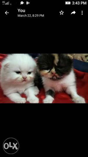 Persian pure breed female kittens calico and pure white 28