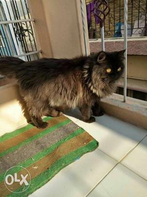 Persian - siberian male cat 7months trained active
