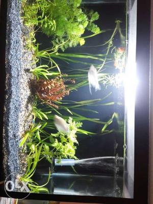 Planted 72 litre fish tank with fishes. Moonlight goura&neon