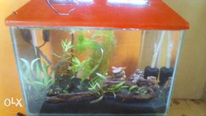 Planted fish tank, light, sponj filter, oxijn