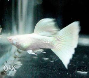 Platinium albino white guppies fish
