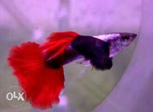 Platinum red tail dumbo ear guppy