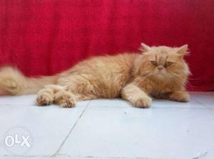 Pregnant semi punch Persian cat. imported blood