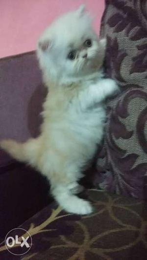Punch face male Persian kitten Available