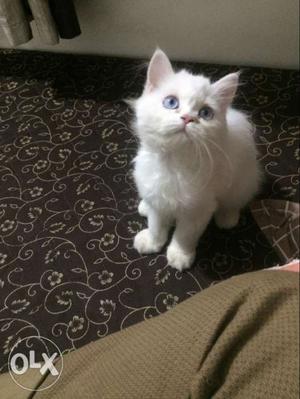 Pure Full White Persian Cat For Sell.