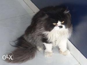 Pure breed persian male available for mating Not