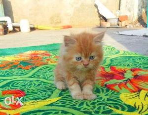 Pure breed persion kitten available for sell