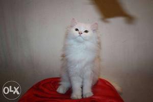 Pure persian kitten available..!