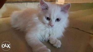 Pure persian kittens available