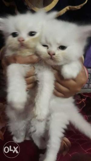 Pure white long fur persian kitten for sell