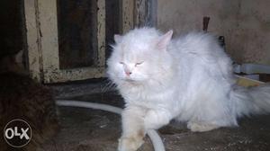 Purshian cat full white male