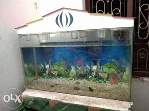Rectangular Aquarium With Pink And Grey Flowerhorn Cichlid