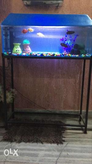 Rectangular Fish Tank With Black Stand