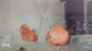 Red Discus Fishes