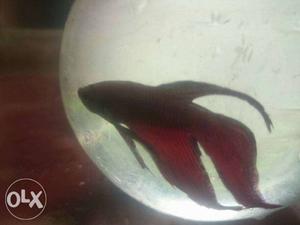 Red Fish In Kochi