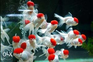 Red cap Fish 25rs piece 50rs. pair wholesale rate.