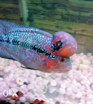 Red dragon flowerhorn fish. with monster head and