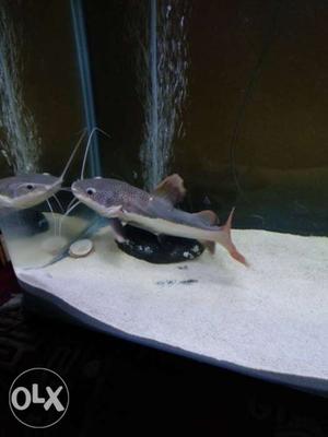 Redtellcat fish healthy &12 inches long