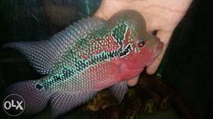 SRD flowerhorn 4 inch with 1 inch hump and pearls