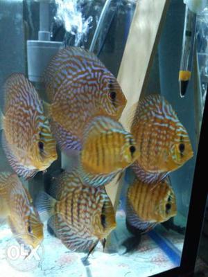 Sell 9 discus size mix 2 to 5.5 inch...no