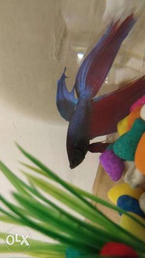Selling My Trained Betta fish+ Bowl+plant+ Stones +Fish Food