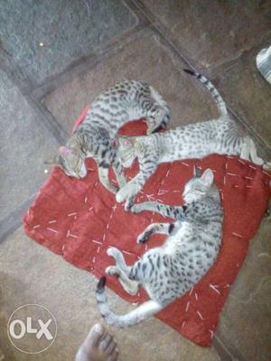 Set of 3 cats 2 male & 1 female cat sell call