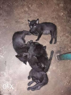 Several Bombay Kittens