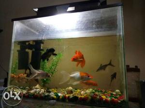 Shoal Of Black And Orange Pet Fishes