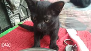 Short-fur Black Kitten