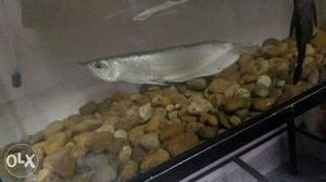 Silver, 1ft long, 8month old