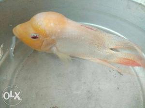Silver And Orange Flowerhorn Cichlid Fish