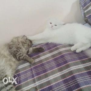 Silver And White Persian Cats male n female