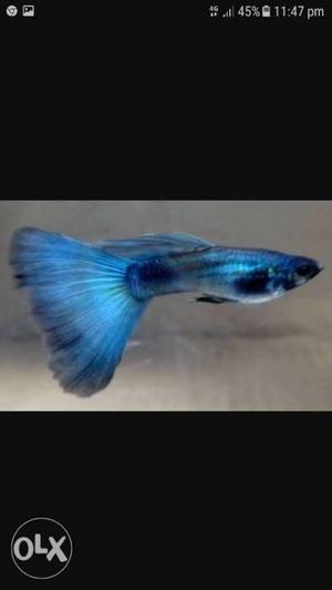 Someny guppys available total 500