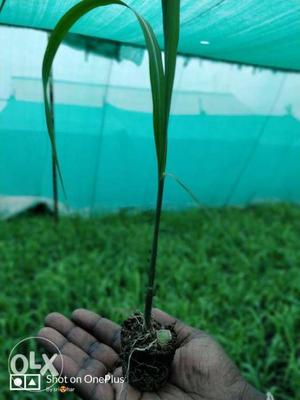 Sugarcane seedlings