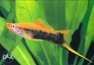 Sword Tail fish