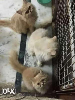 Three Beige Persian Kittens