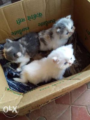 Three Long-fur White And Gray Kittens