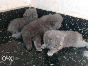 Three Short-coated Gray Kittens