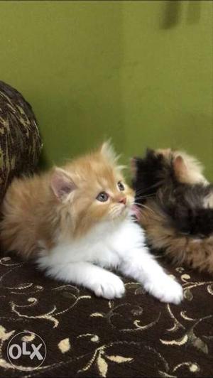 Triple coat pure Persian kittens in triple coat