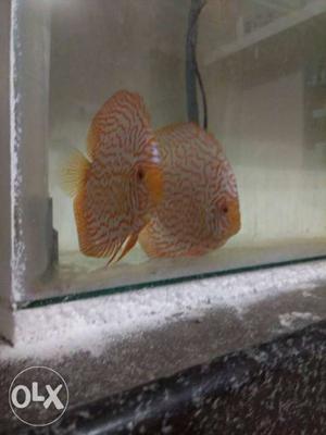 Two Orange Discus Fishes
