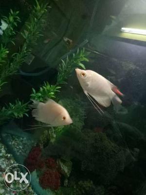 Two White Fish