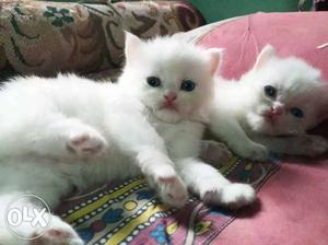 Two White Kittens doll face pure Persian