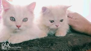 Two White Persian cats