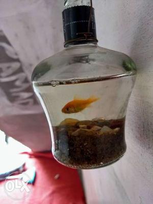 Unique fish aquarium with a golden fish