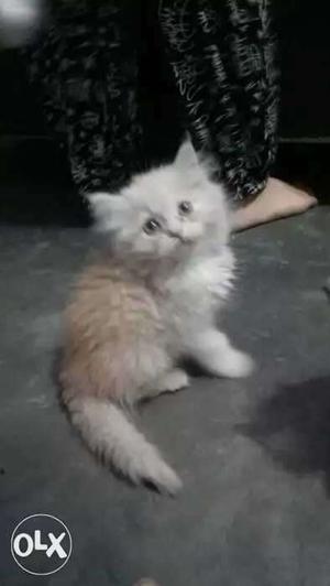 Urgent sell persian kitten