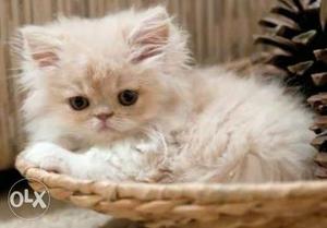 White And Beige Persian Kitten