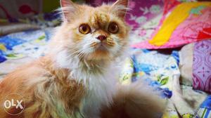 White And Brown Persian cat Bathroom trained. Friendly