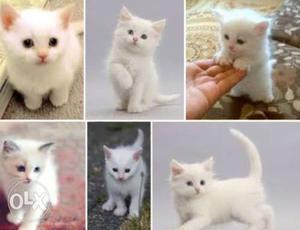 White Persian Kitten Collage