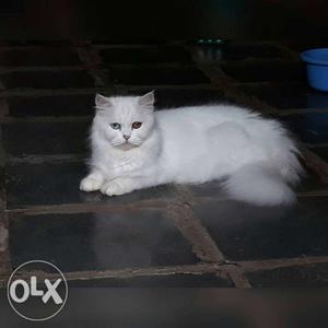 White Persian female flate face blue eye 7months