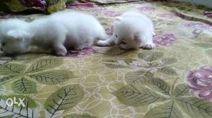 White Persion cat for sale
